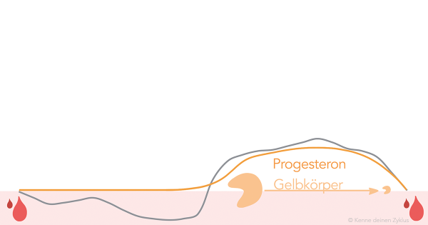 Das Progesteron erhöht die Temperatur für 10-16 Tage